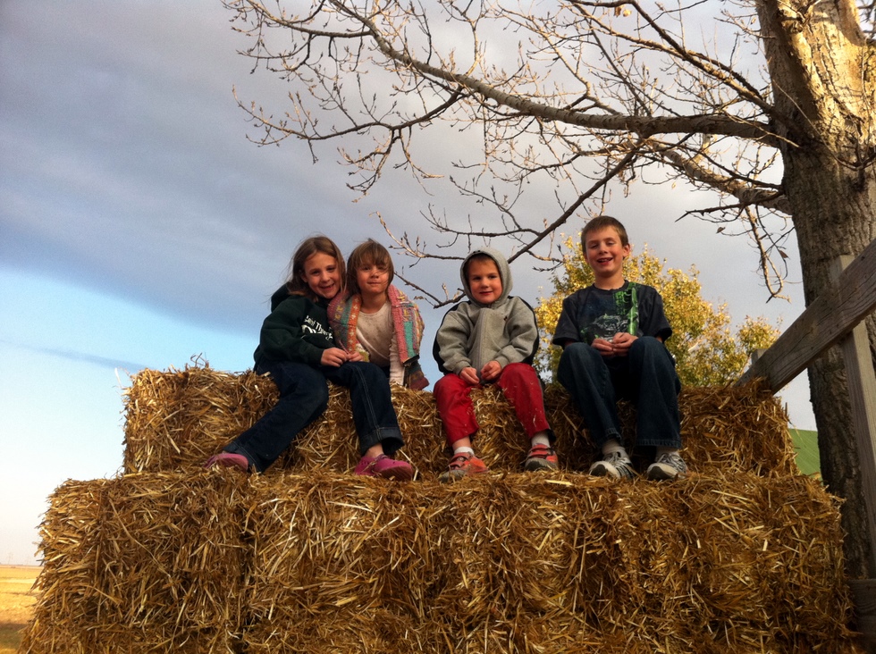 Hay Rack-1
